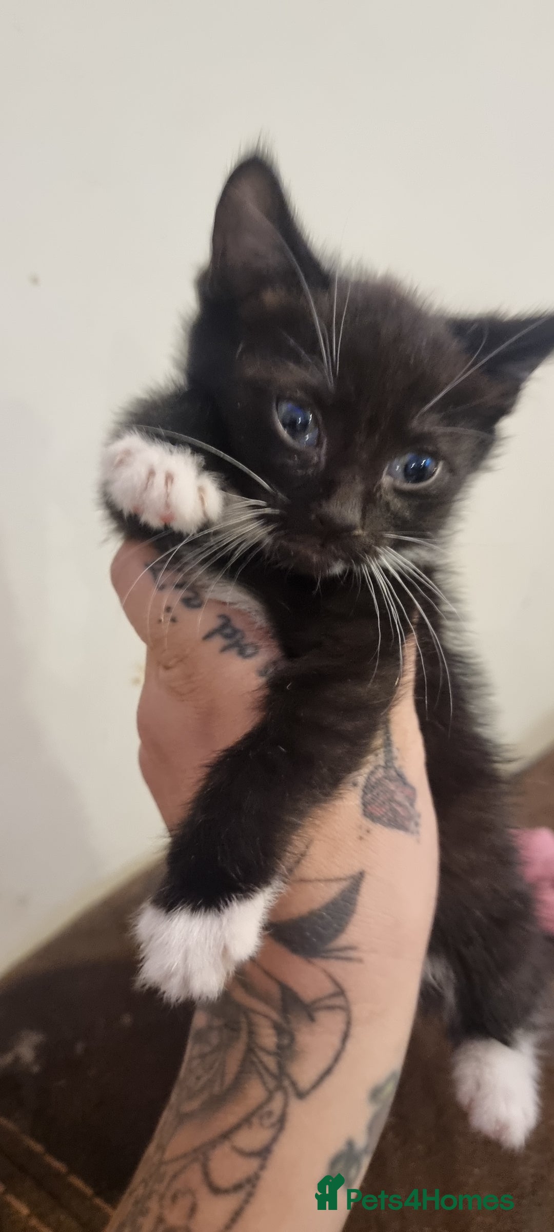 Mixed Breed cats for sale: Beautiful kittens - Image 10