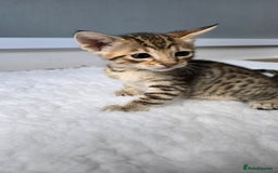 Savannah cats for sale: TICA Registered F8 savannah kittens  - Image 6