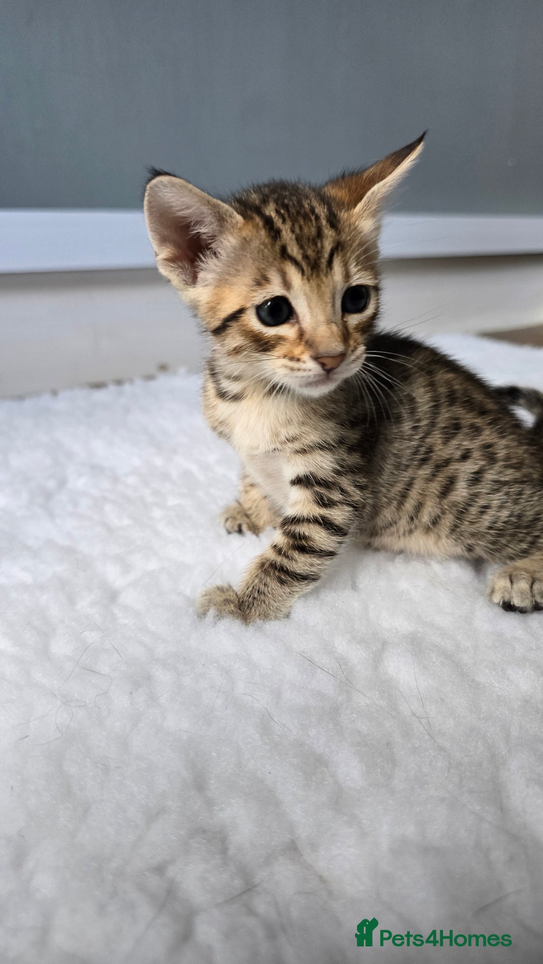 Savannah cats for sale: TICA Registered F8 savannah kittens  - Image 6