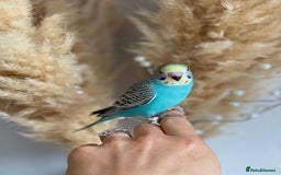 Budgerigars birds for sale: Hand Tame Baby budgie - Image 2