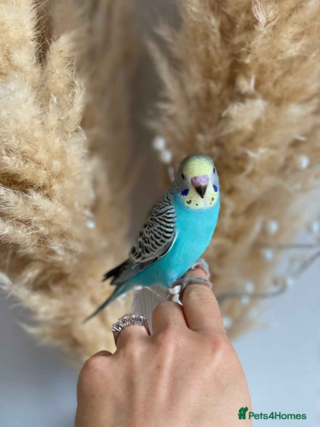 Budgerigars birds for sale: Hand Tame Baby budgie - Image 2