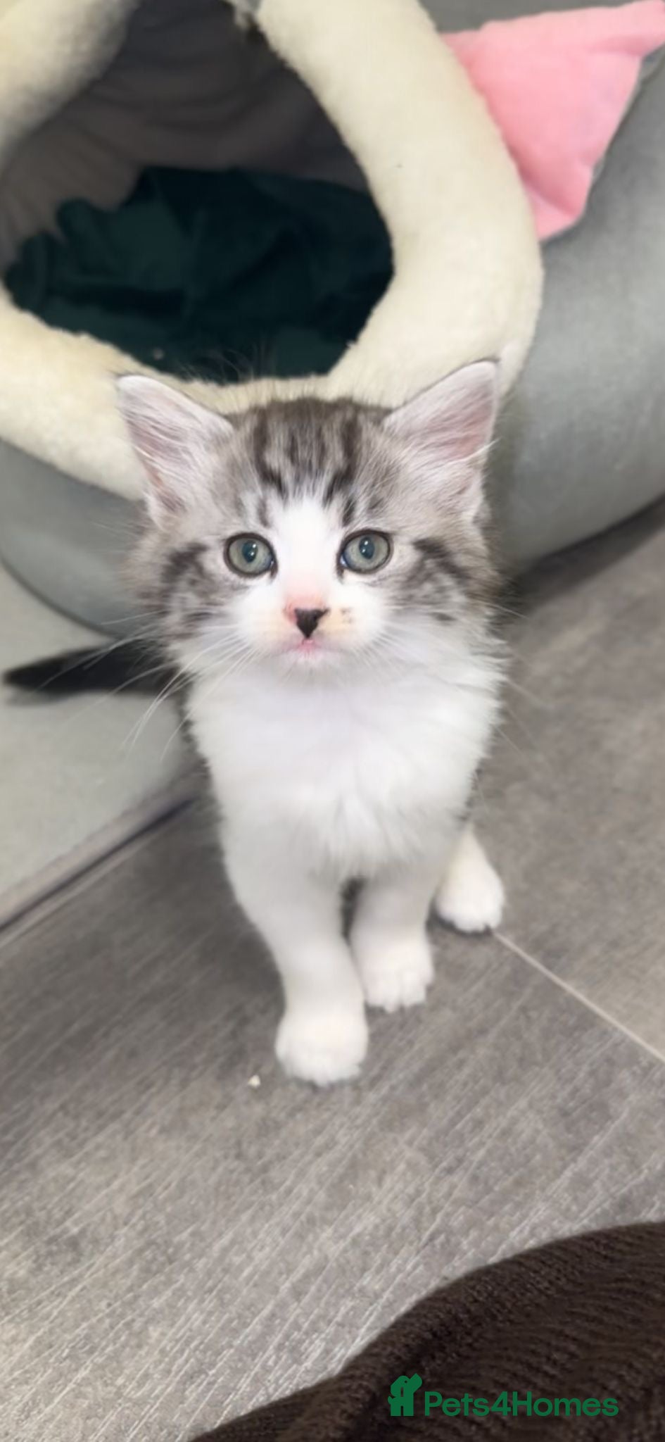 British Shorthair cats stunning kittens😍 - Advert 2