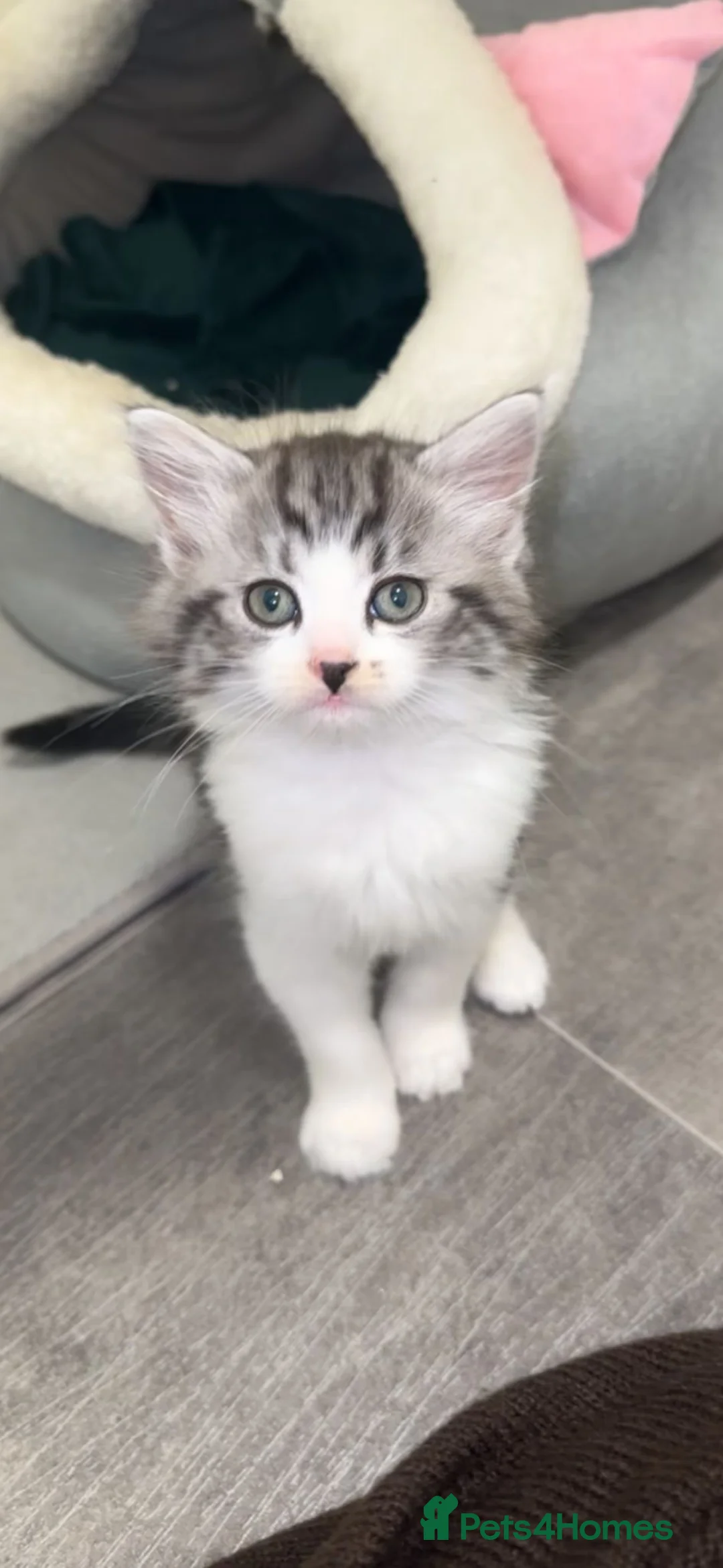 British Shorthair cats for sale: stunning kittens😍 - Advert 1