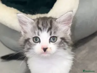 British Shorthair cats stunning kittens😍 - Advert 1