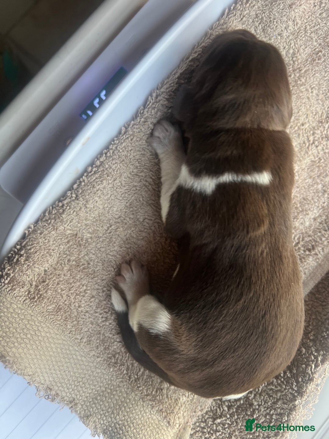 German Shorthaired Pointer dogs for sale: Beautiful KC reg German Shorthaired Pointer Pups - Image 15