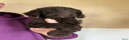 Cockapoo dogs for sale: F1 Cockapoo Pups Ready 20/6/26 - Advert 3