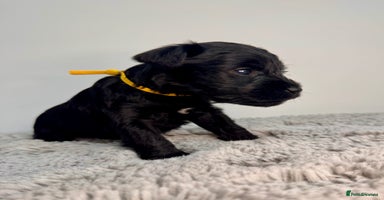 Miniature Schnauzer dogs - Advert 5