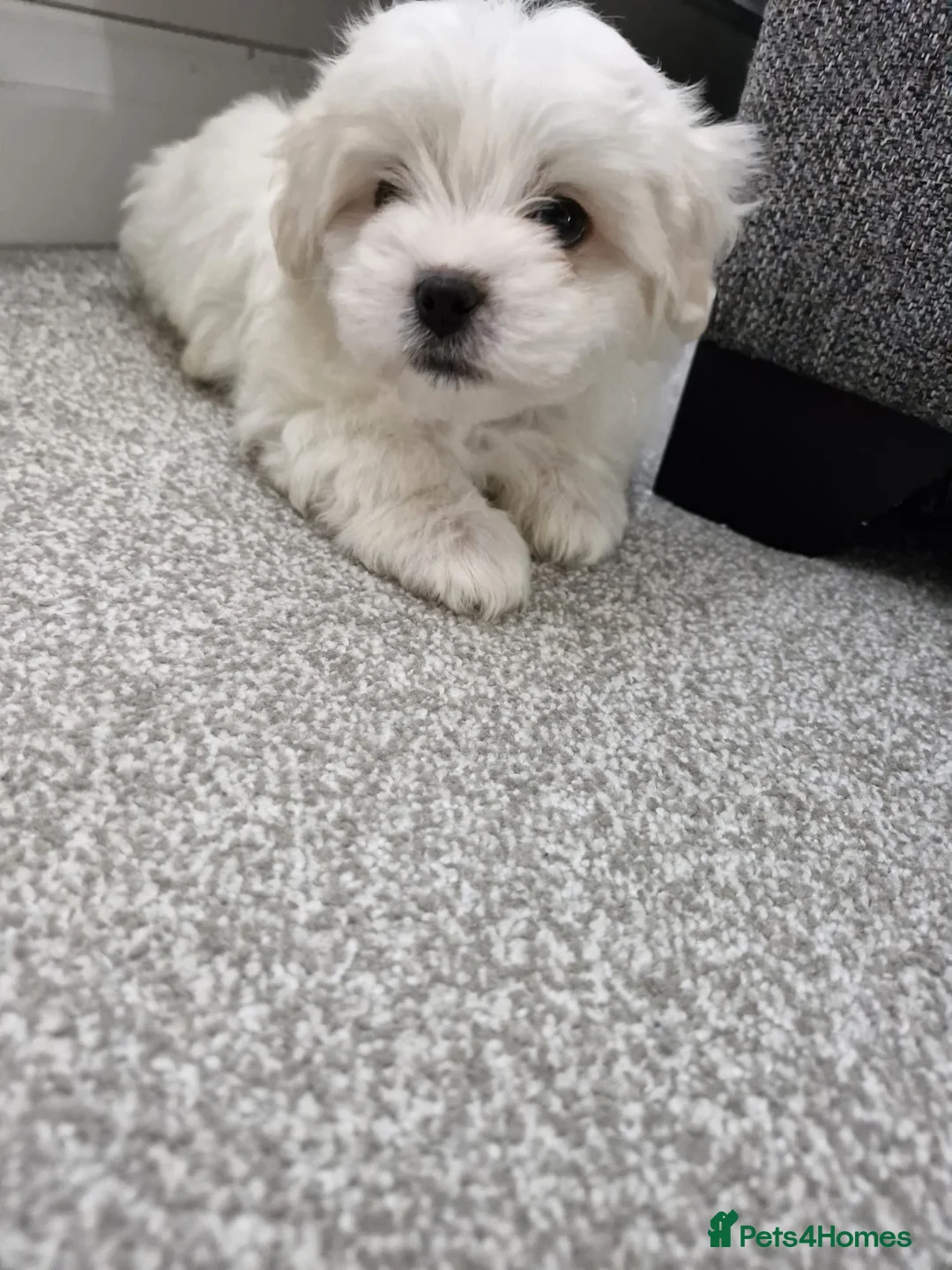 Mixed Breed dogs for sale: Adorable Maltichon in Bicester - Advert 2