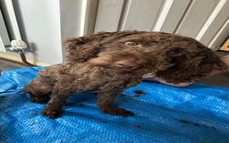 Cockapoo dogs for sale: Stunning Cockapoo puppies ready in a week  - Image 11