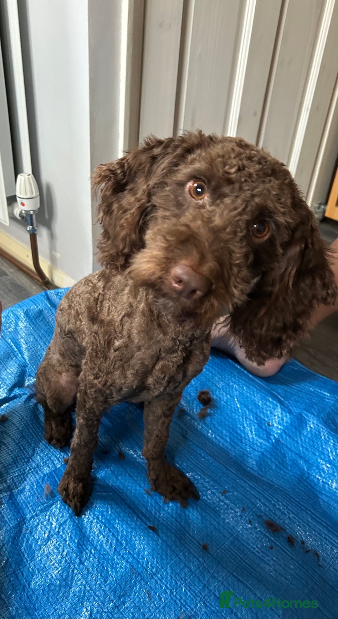 Cockapoo dogs for sale: Stunning Cockapoo puppies ready in a week  - Image 11