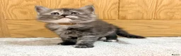 Maine Coon cats for sale: Stunning Fluffy Maine Coons - Advert 30