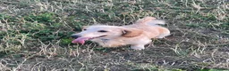 Miniature Dachshund dogs for sale: Beautiful Purebred Miniature Dachshund Puppies 🐾 - Advert 3