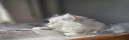 Persian cats for sale: 1 Pure Persian Chinchilla Male Kitten - Advert 6