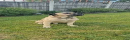 Cane Corso dogs for stud: Cane Corso STUD fawn - Advert 5
