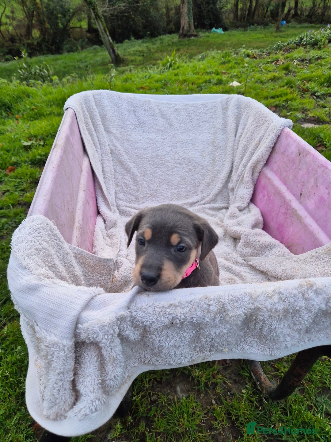 Mixed Breed dogs for sale: Huntaway x collie pups - Advert 10