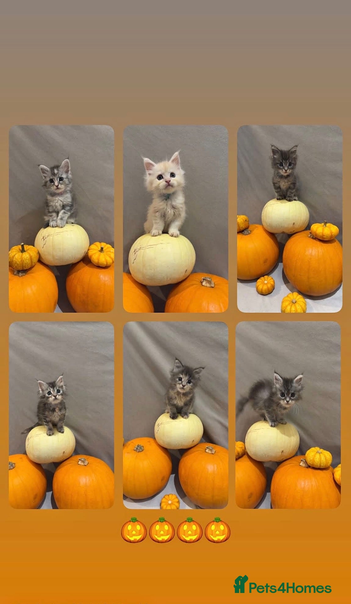 Maine Coon cats for sale: Stunning purebred Maine Coon Kittens  - Advert 15