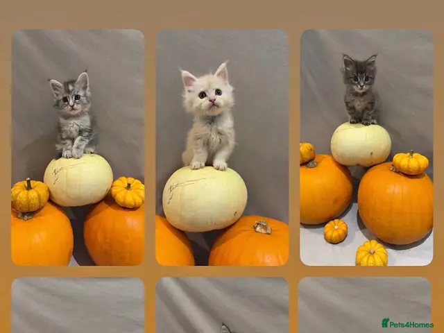 Maine Coon cats for sale: Stunning purebred Maine Coon Kittens - Advert 1