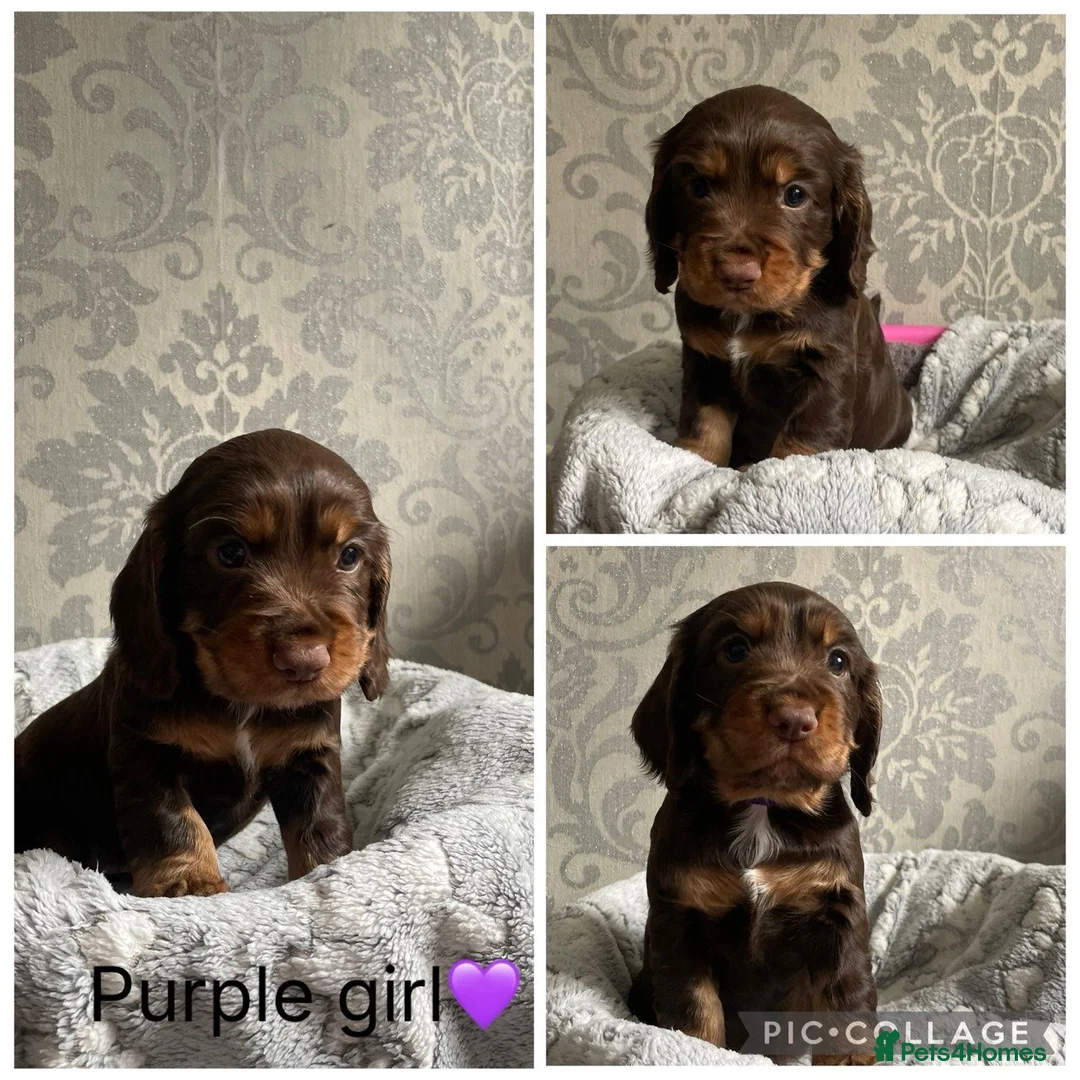 Cocker Spaniel dogs for sale: Adorable cocker spaniel puppies  - Advert 2