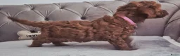 Cavapoo dogs for sale: F1B HEALTH TESTED RUBY CAVERPOOS  - Advert 5