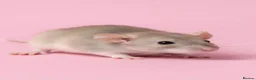 Rat rodents for sale: Fancy rats, fancy mice and harvest mice - Advert 3