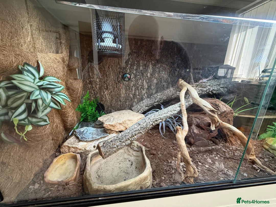 Python Snake reptiles for sale: Royal / ball python  in Grimsby - Advert 2