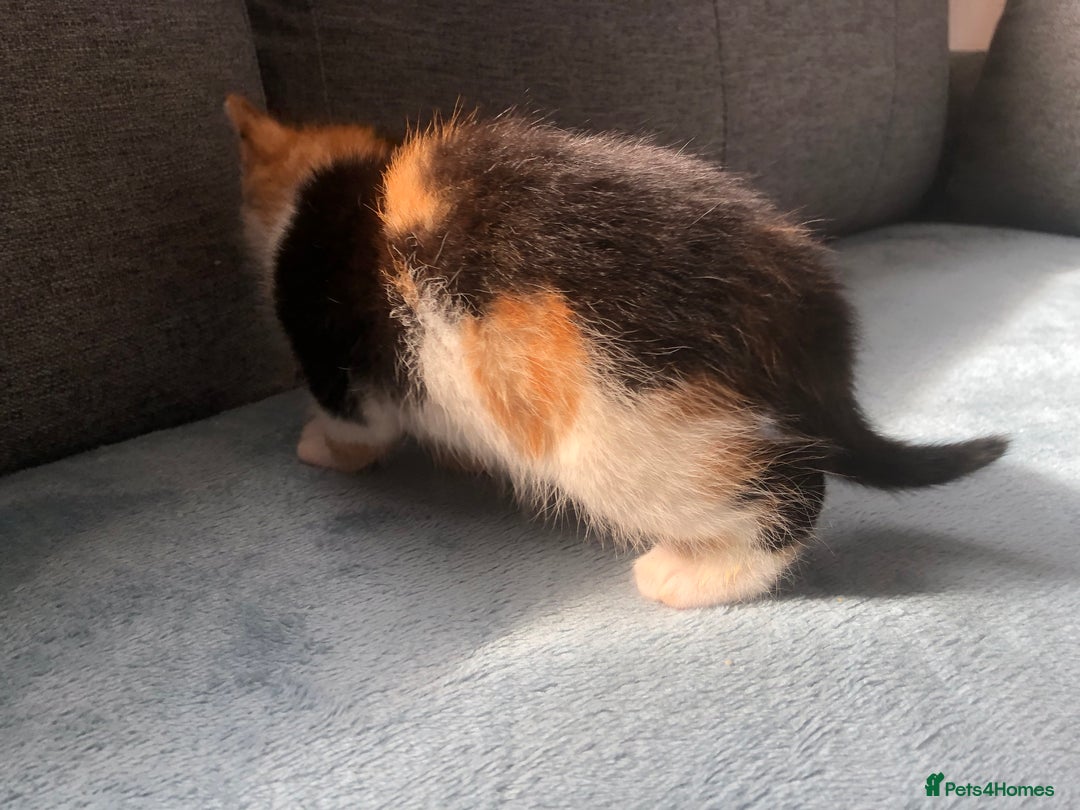 Mixed Breed cats for sale: 5 kittens for sale - Advert 35