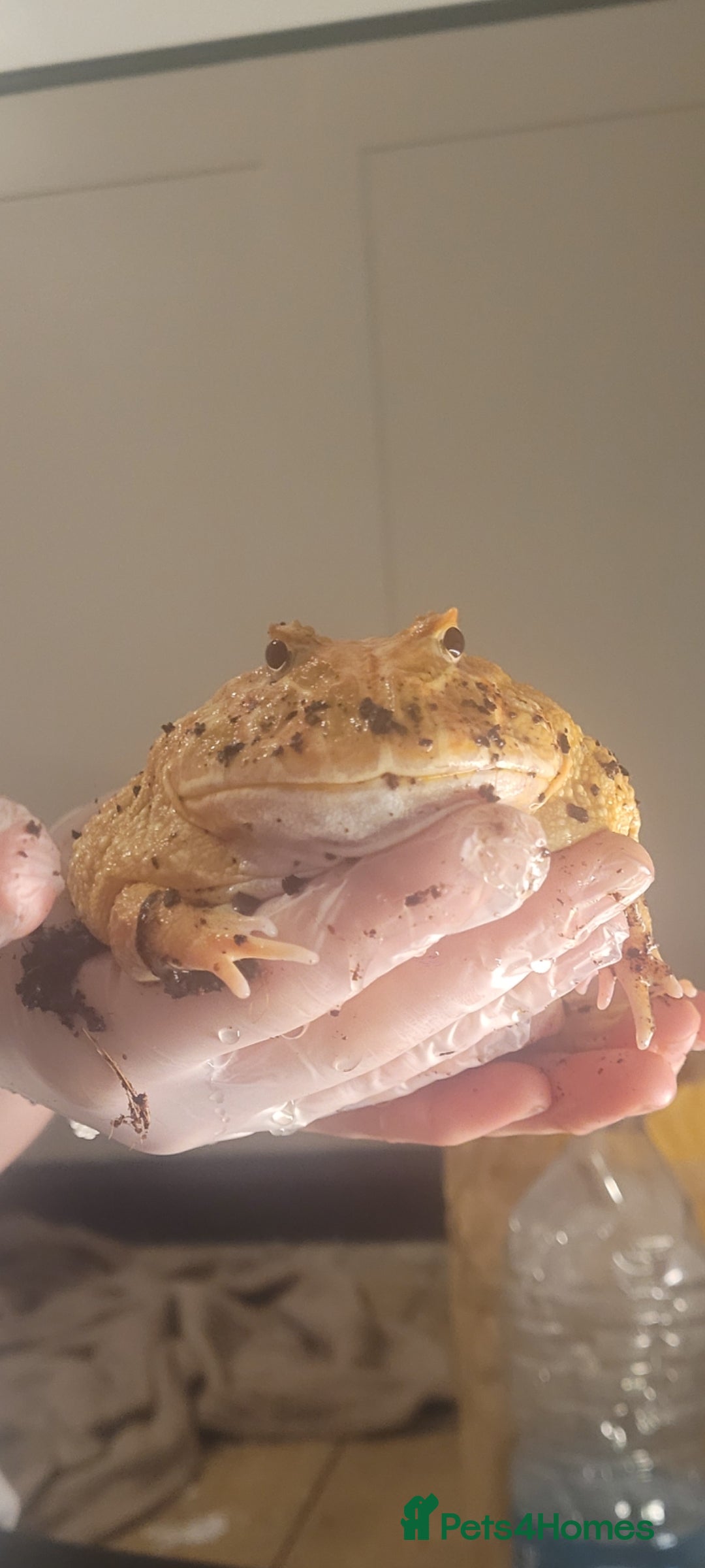 Frog reptiles for sale: Female pacman frog strawberry albino - Advert 1
