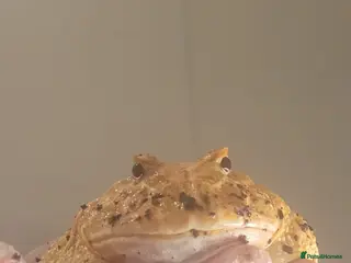 Frog reptiles Female pacman frog strawberry albino with setup - Advert 11