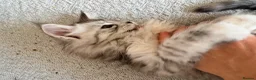 Maine Coon cats for sale: Two registered mainecoon kittens (1 poly)  - Advert 8