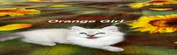 Siberian cats for sale: ❤️6 Beautiful Neva Masquerade x Ragdoll Kittens ❤️ - Advert 18