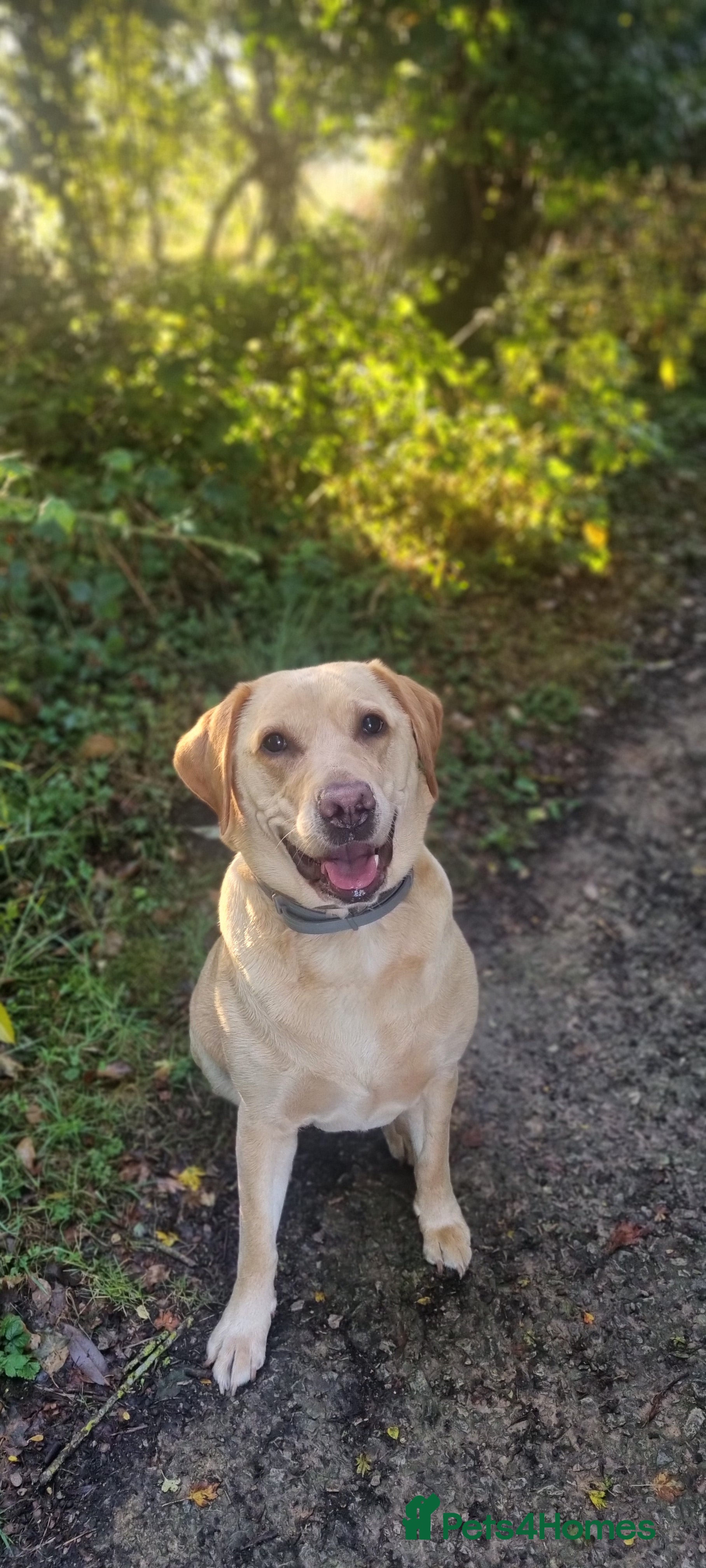 Labrador Retriever dogs Labrador puppies - Advert 7