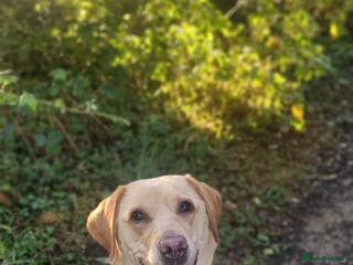 Labrador Retriever dogs Labrador puppies - Advert 1