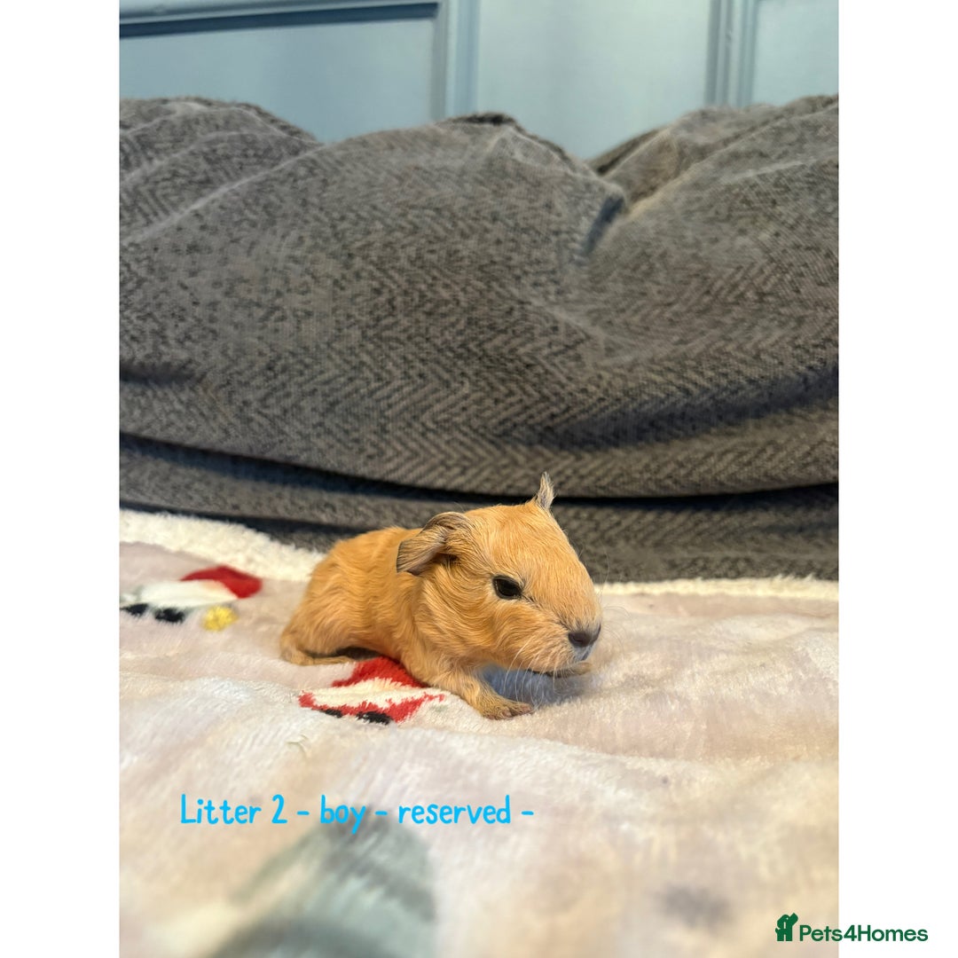 Guinea Pig rodents for sale: Beautiful baby guniea pig for sale Girls & Boys - Advert 8