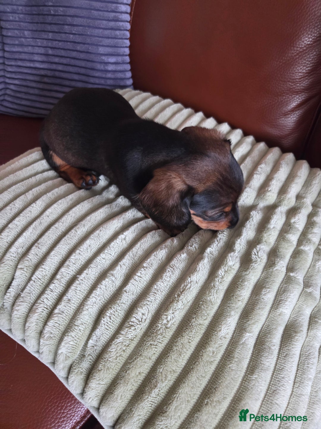 Dachshund dogs for sale: Beautiful pups born to our much loved girl Ruby  - Image 6