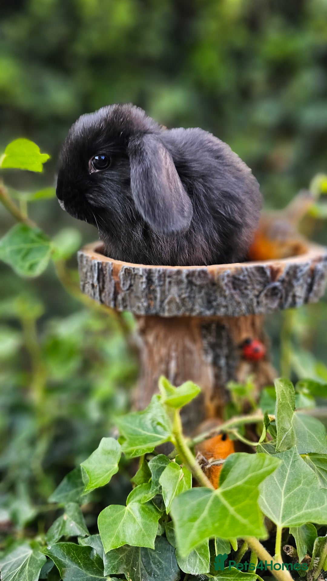 French Lop rabbits for sale: French Lop Bunnies 🐰  - Image 3