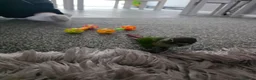 Conures birds for sale: Green checked conure  in Southampton - Advert 7