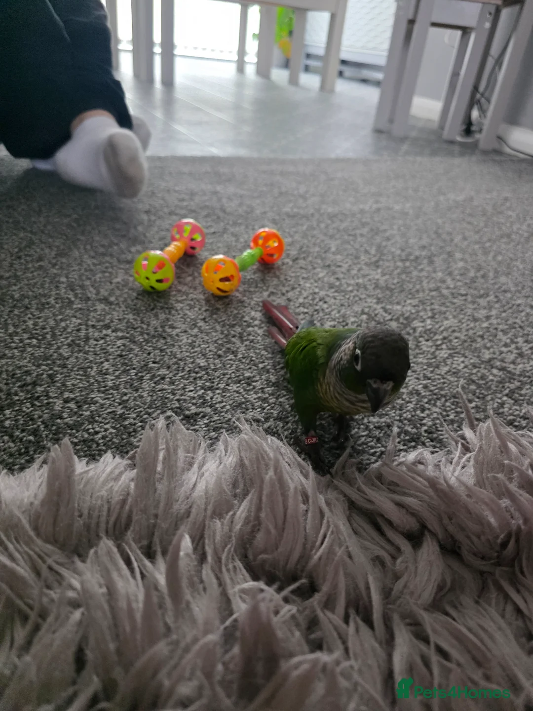 Conures birds for sale: Green checked conure  in Southampton - Advert 7
