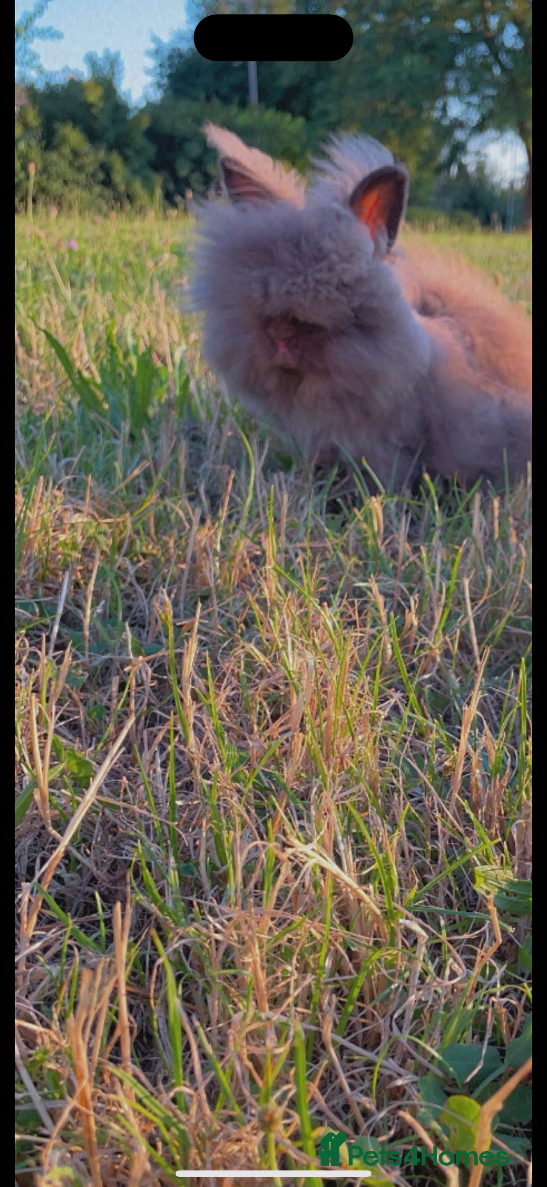 Lionhead rabbits for sale: Female lion head rabbit for sale  - Image 4