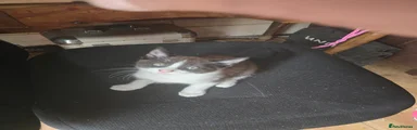 Black/Brown and White (nicknamed Gary)