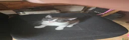 Mixed Breed cats for sale: Gorgeous Kittens Ready NOW! - Advert 5