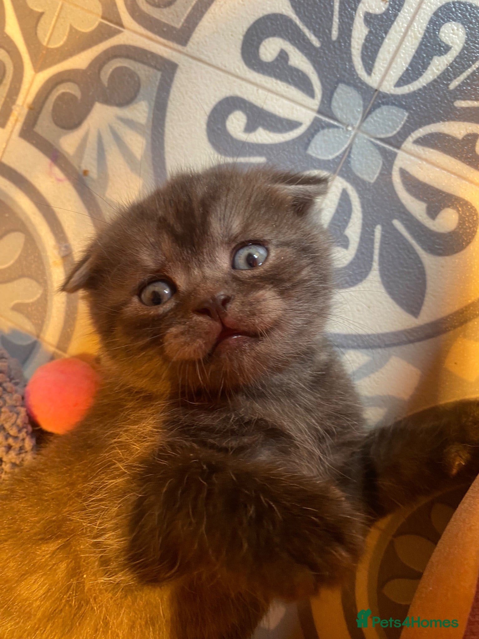 British Shorthair cats BSH/Scottish Fold kittens  - Advert 17