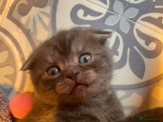 British Shorthair cats BSH/Scottish Fold kittens - Advert 17