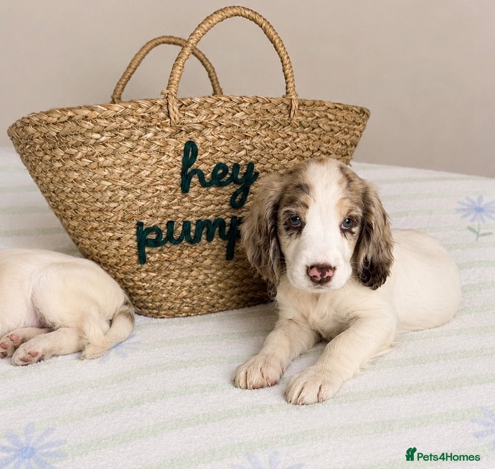 Cocker Spaniel dogs Beautiful Cocker Spaniel Puppies *5 LEFT* - Advert 5