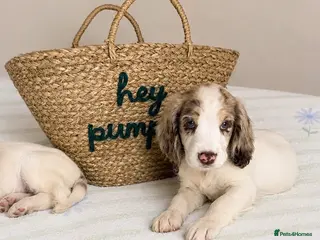 Cocker Spaniel dogs Beautiful Cocker Spaniel Puppies *5 LEFT* - Advert 5