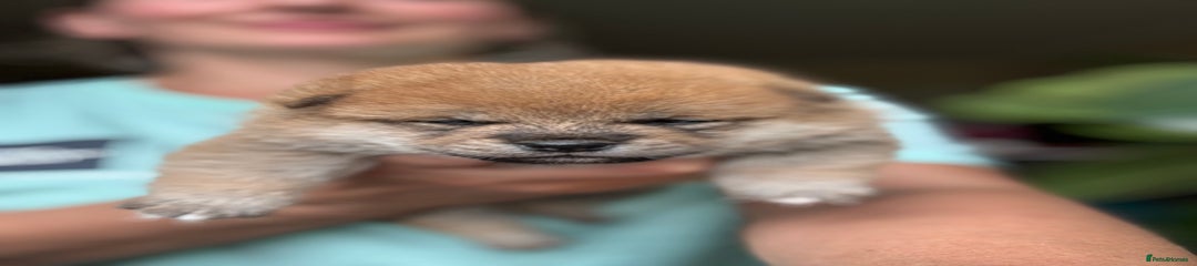 Japanese Shiba Inu Puppy 6