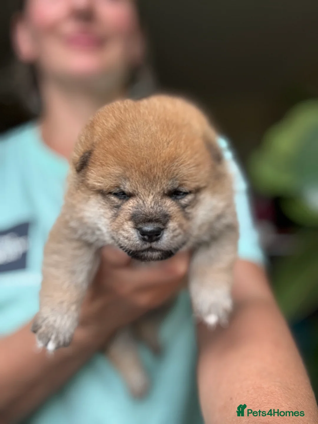 Japanese Shiba Inu dogs for sale: 10 weeks old KC Black/Tan Boy 💖 - Advert 28