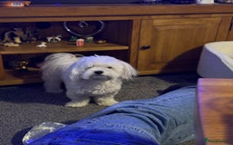 Maltese dogs for sale: Maltese puppy’s  - Image 5