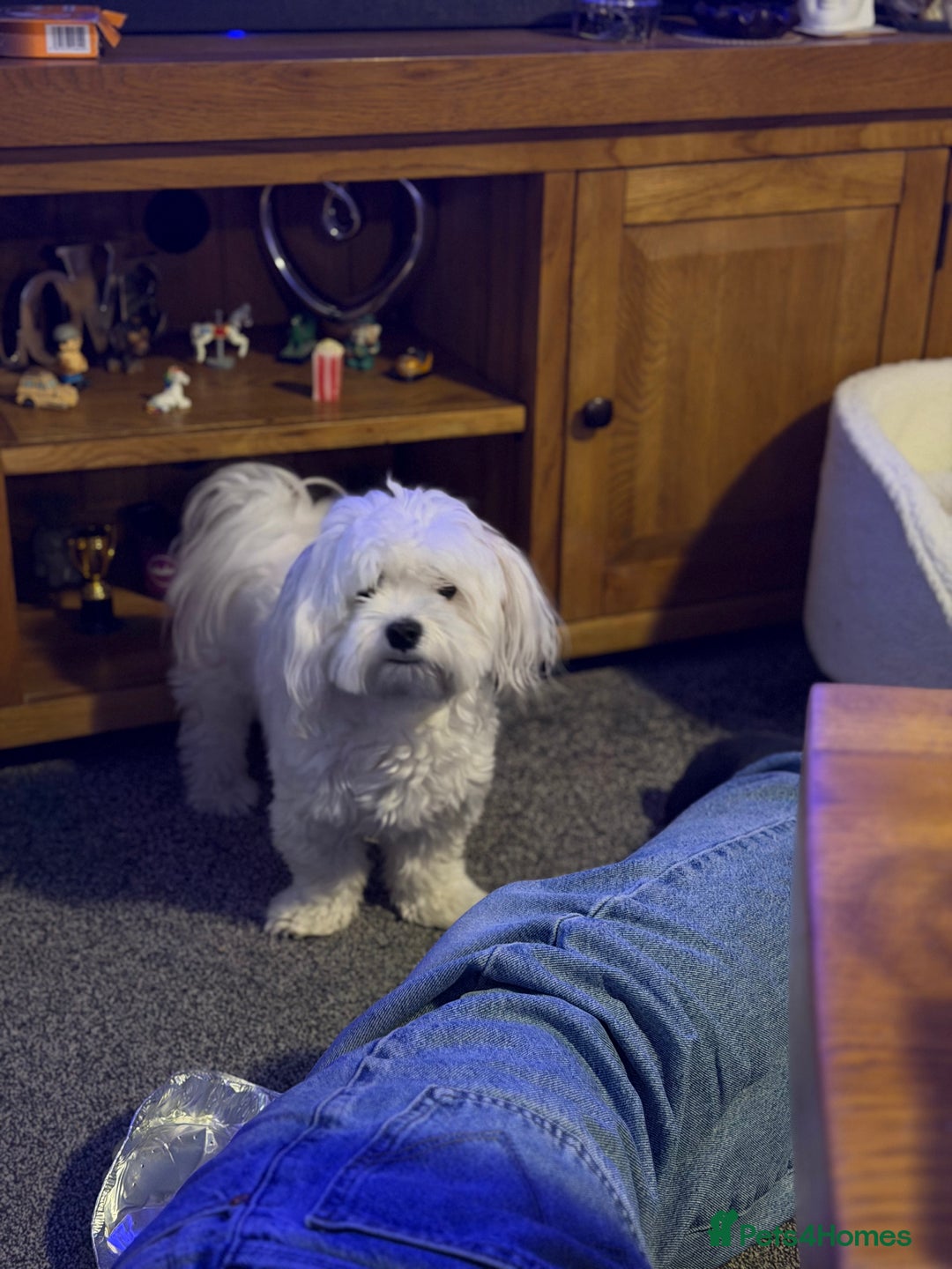 Maltese dogs for sale: Maltese puppy’s  - Image 5