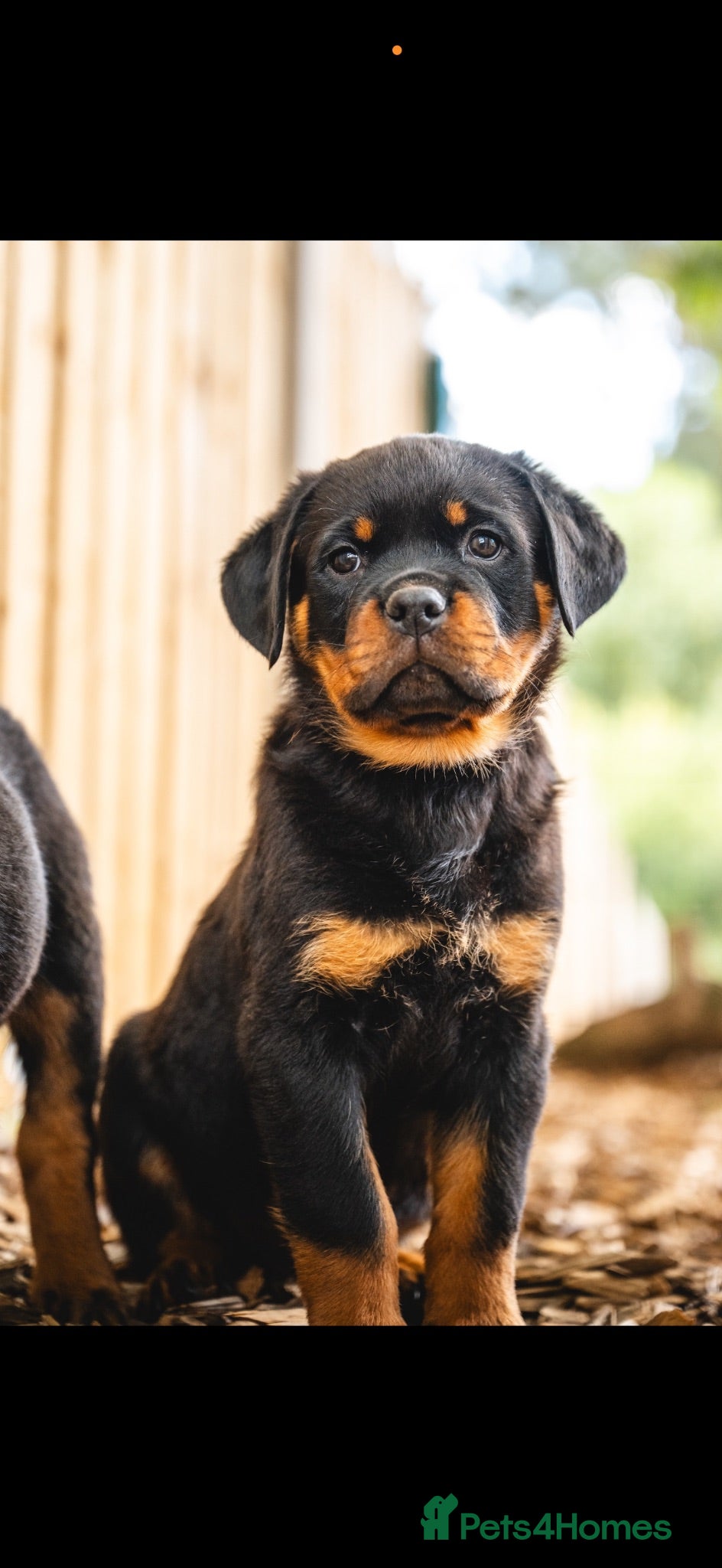 Rottweiler dogs 🐾 KC Registered Rottweiler Puppies for sale - Advert 1