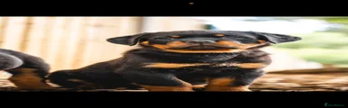 Rottweiler 1